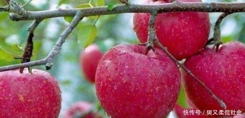  「红色」乡下一种红色果肉水果，曾经不被重视，现在每斤80块钱