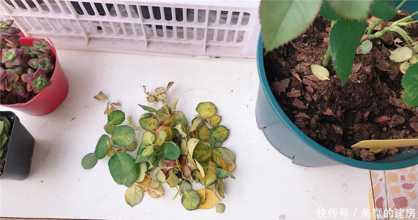 月季:护花使者:月季红蜘蛛,2种药“伺候”,同是天涯“杀红人”!