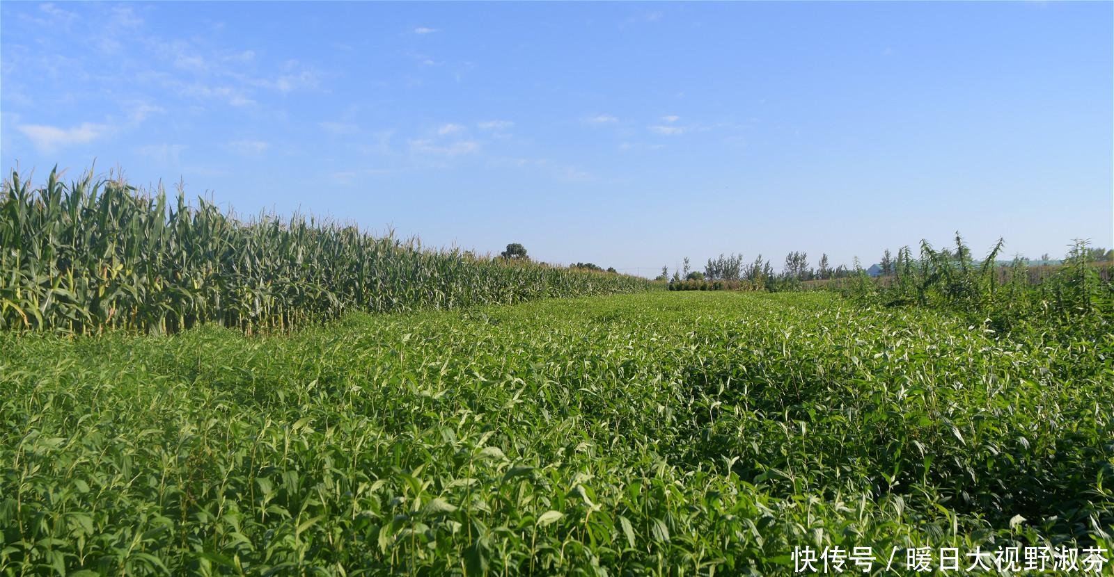  「香味」农村有种散发香味的植物，是常用中药材，野生的更值钱
