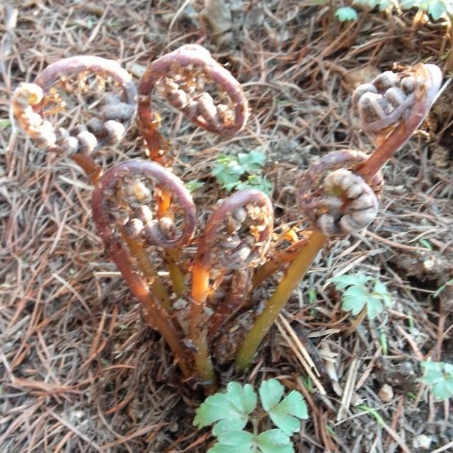 「山野菜」东北大山里的山野菜,你见过的有几种,能说出来吗