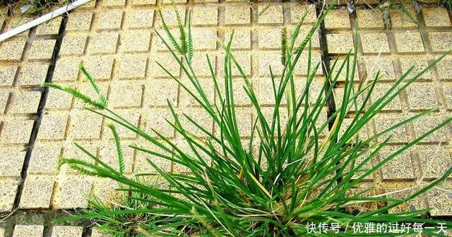 农村有一种疯狂生长的野草，农民很烦恼，须不知却是治病的良药
