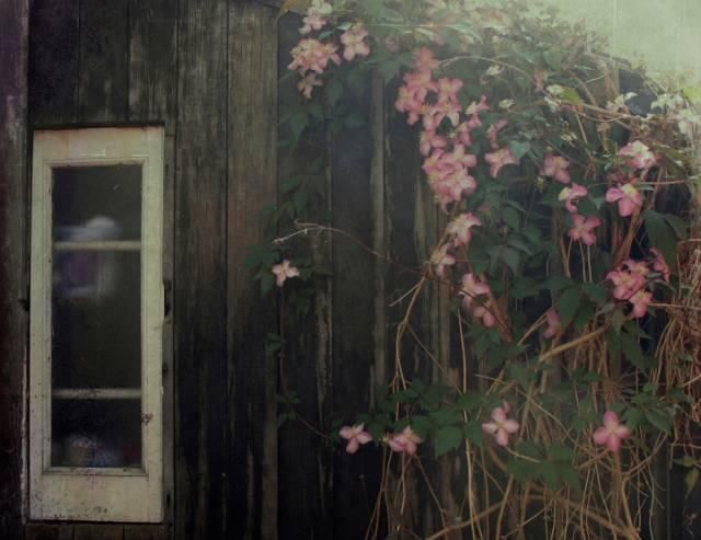  『植物』太美了！这些爬藤植物，一棵就能爬满窗户和墙，邻居看了都羡慕！