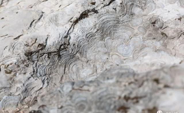 石头会呼吸 粉红花田上千亩 重庆这个景区一天穿越一亿年