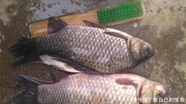 「钓法」五月了,大板鲫只需照我说的钓,不吹不黑,鱼护爆满那都不是事