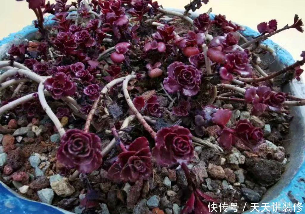  『冬天』多肉小球玫瑰，繁殖能力如野草，冬天也能快速爆盆，紫红一片