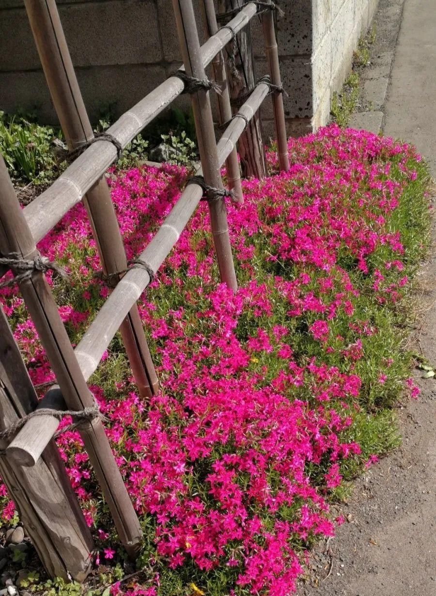  【慎养】这花要慎养，每年砍掉3麻袋，照样蹭蹭长！