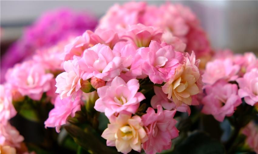  『到充足』养长寿花，做好“3防”，长寿花连年爆花不停歇，花期长达180天！