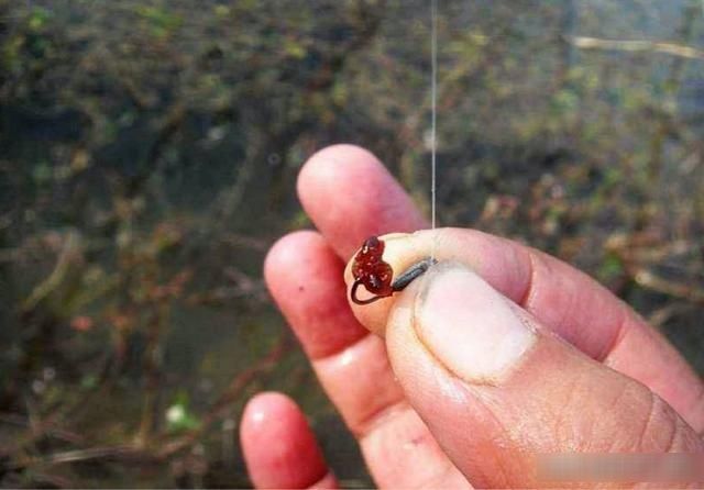  【该如何选择】新手钓鱼别好高骛远，掌握最基本的三种选择，鱼获自然少不了