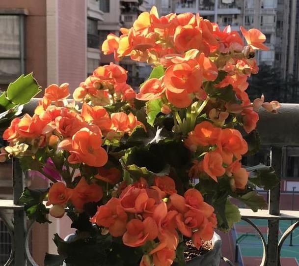  『盆栽』盆栽4种花卉植物,到5月就搬回屋,可避免叶片、花苞哗啦啦掉