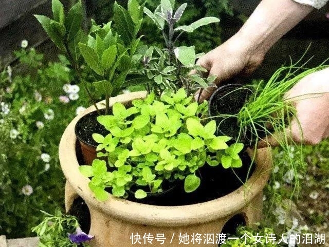  可赏：春暖花开之际赶紧播下香草种子, 可观可赏还能让你家餐桌喷香