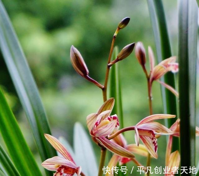  花箭@养兰花，“2懒1勤”别规矩，新芽冒不停，花箭“半米高”
