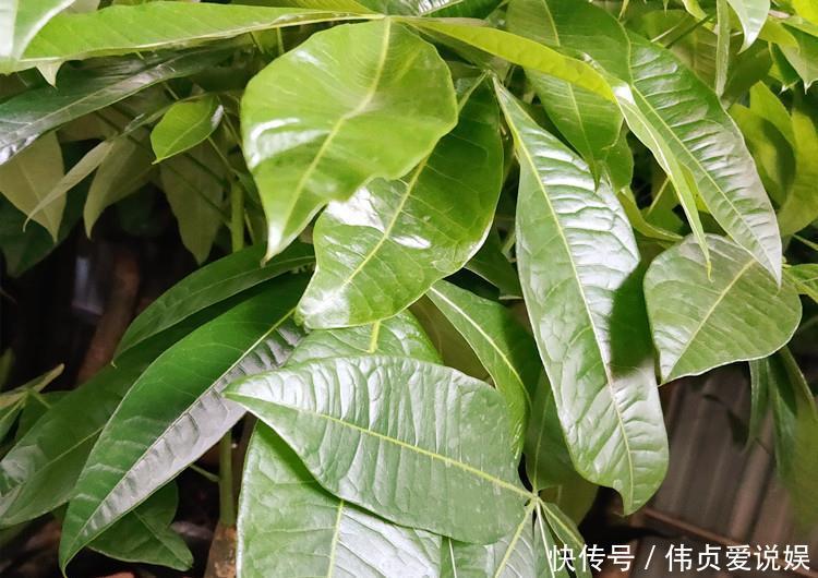 『发财树浇水』家养发财树,学会这“3件事”,轻松养得旺,叶片油绿