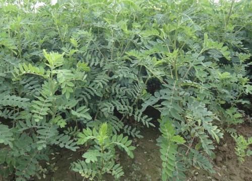 「西北」在西北,1种植物“耐旱”,若是碰到别去挖,请爱护它,珍贵