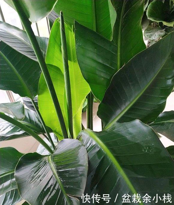  「家里」北欧四兄弟，4种阔叶植物，养在家里能加湿，夏季不用怕燥热