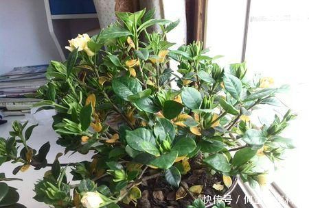  『叶子』养花经常掉叶子？可能是浇水出问题，赶紧改了，别忽视！