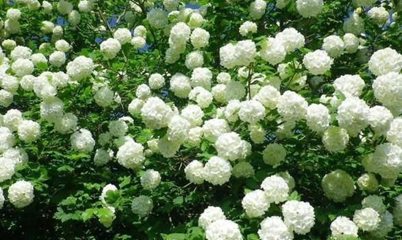  『夏季』夏季盆栽这4种植物，叶片一耷拉马上浇水，植株分分钟变精神