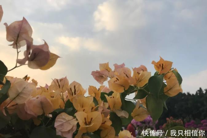 深圳城中最盛大花展,缤纷梦幻簕杜鹃花,犹如欧式花园