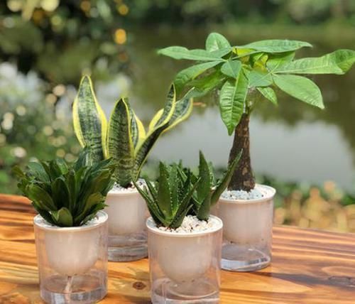 『糟糕』水培植物越来越糟糕?水里丢点料,黄叶没了,长势变好