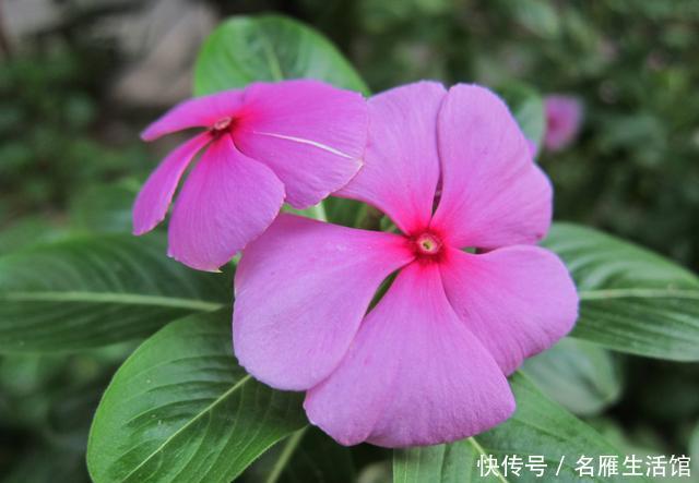  长春花@觉得养花难，就选此3种花，好养易活不操心，颜色鲜艳花量大