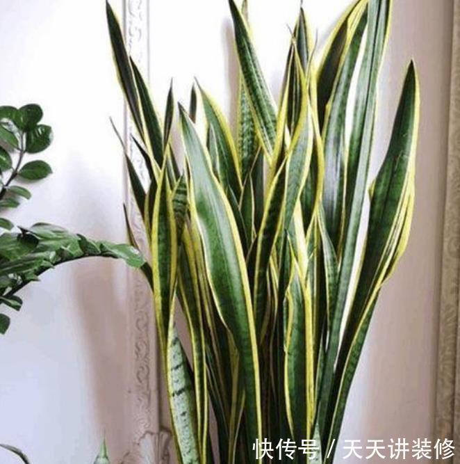  「卧室」3种花，最适合养卧室，释放氧气助睡眠，一觉睡到天亮