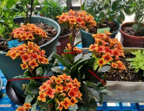  [长寿花]4种花，喜欢“掐”掐得越多，就越不容易长出浓密的门户