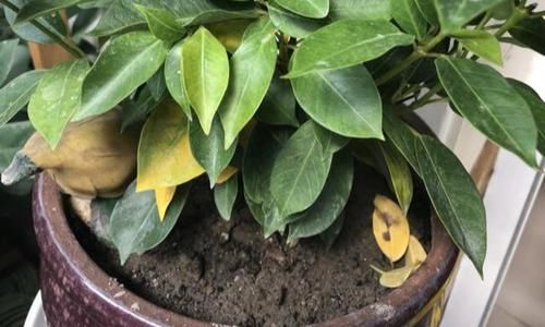 『黄叶』飘香藤总黄叶?避开3个坑,植株长的旺,绿叶红花,开成瀑布