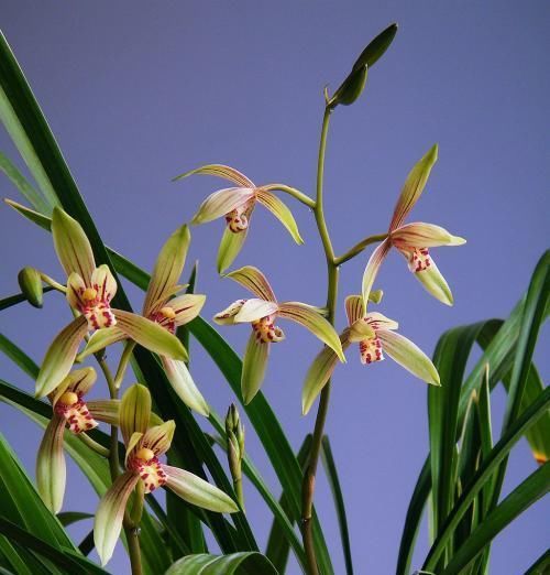  『超级』新手养兰花首选，物美价廉，多季开花，花香四溢飘满屋，超级好养