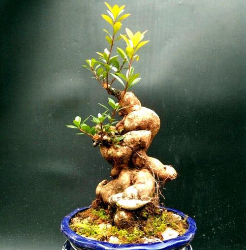  【漂亮】农村一种植物“树萝卜”，做盆栽漂亮，还是一种药材，