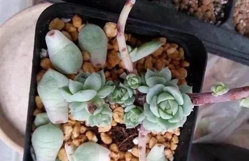  [光照]撸叶片能长的快？可千万不要这么做，撸叶有风险，养肉需谨慎