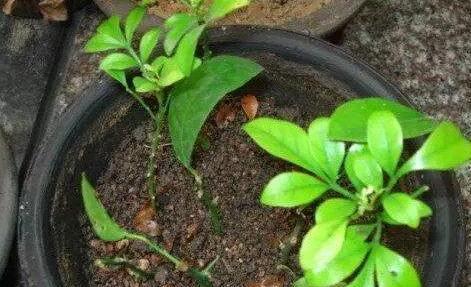 「枝条」立秋了,养这些花,一年能开300多天,一个枝条插10盆,好活