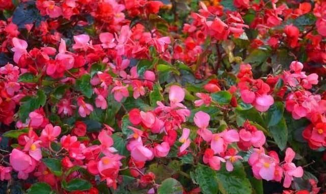  「病虫害」四季海棠怎么养？教你5个方法，一年四季都开花，小巧玲珑花色艳