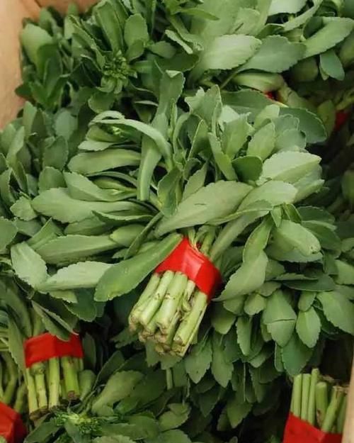  『费菜』费菜就是咱们说的三七了，可食用可治跌打