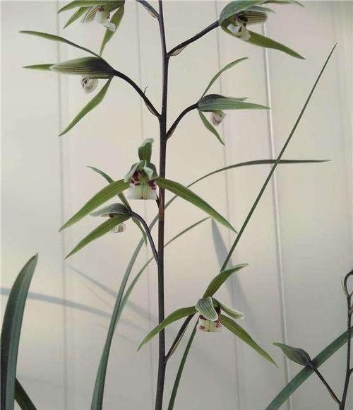  优点■集众多优点于一身的兰花，花型飘逸，香味顶级，即可赏叶也能观花