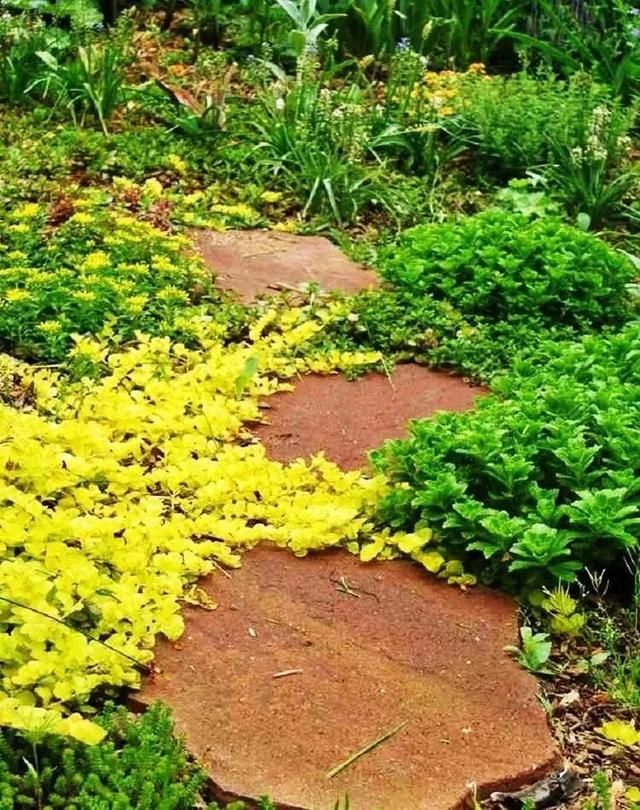  『景观』地被植物配置技巧