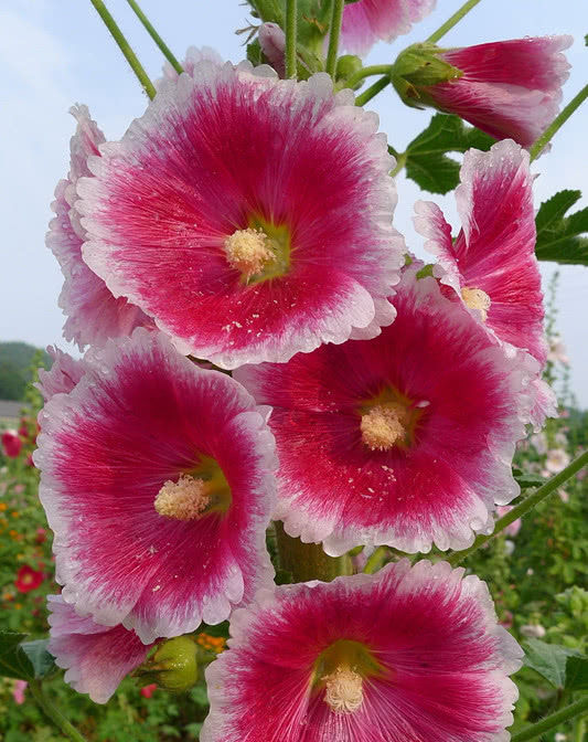 『世界』中国产的世界名花,花大色艳“颜值”高,还可做成盆栽观赏!