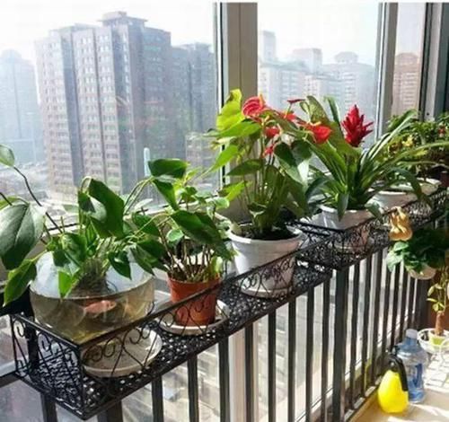  #花架#原来阳台还能这样种花，一看就像个花园，太漂亮了！