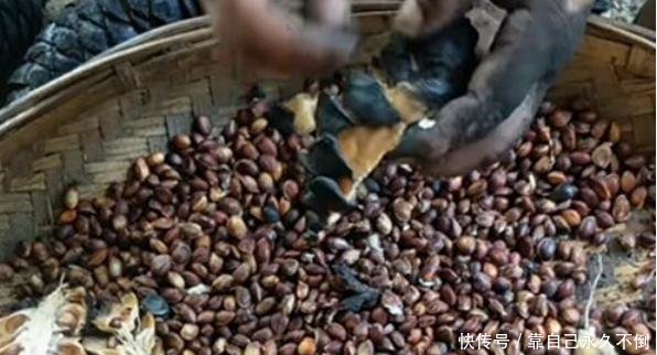 农村住20年都不知道，这个是“野果”这么贵，以前都捡来当柴烧