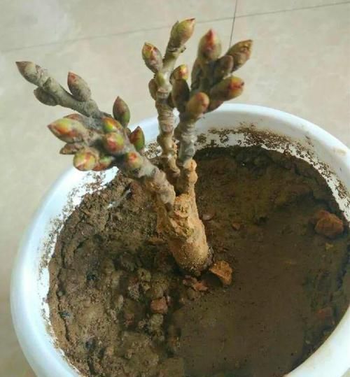  朱顶红：看见这花可别买，忍住，小心被忽悠，花钱买气受！