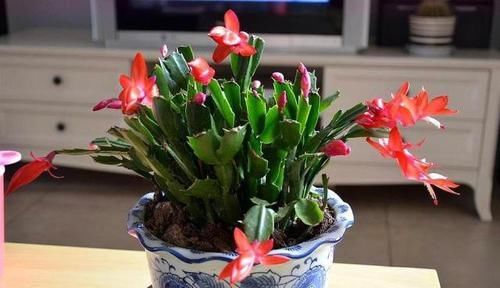  随便：这“3种花”太能生长了，种子随便扔盆里，7天就能长“爆盆”