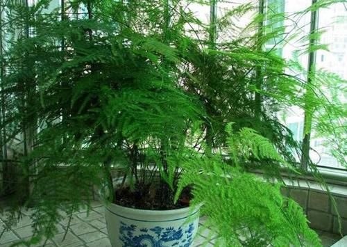  [养花]不会养花，选这些准没错，养一盆活一片，咋养咋爆盆