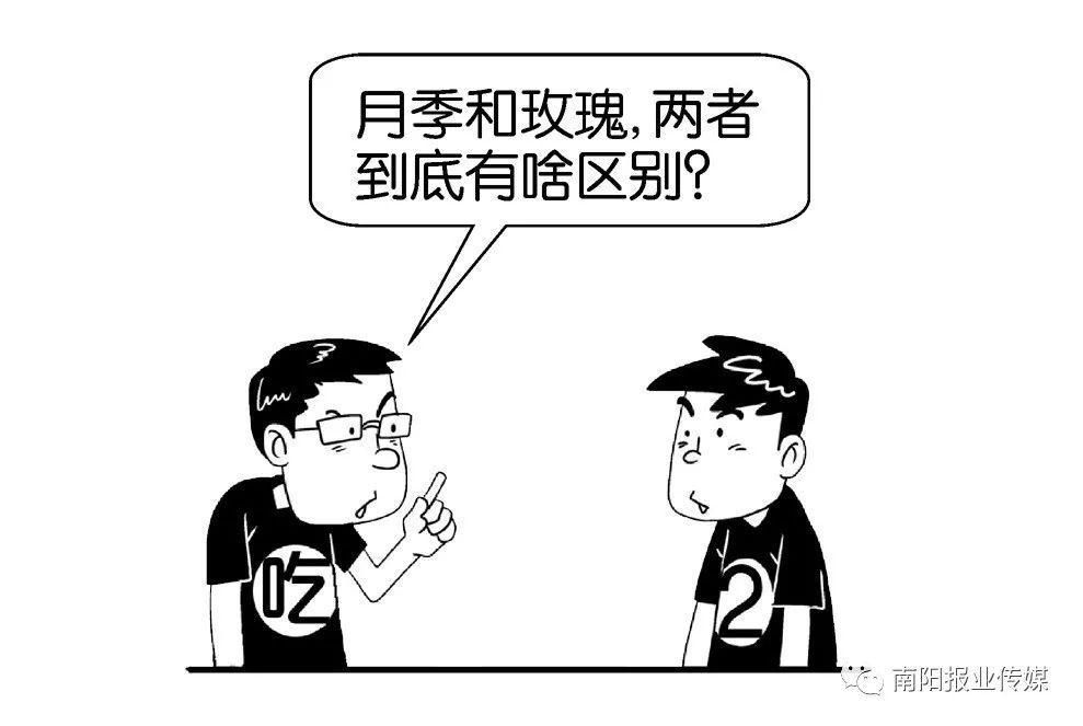  【玫瑰】哪有什么玫瑰？长哩美的都是月季！