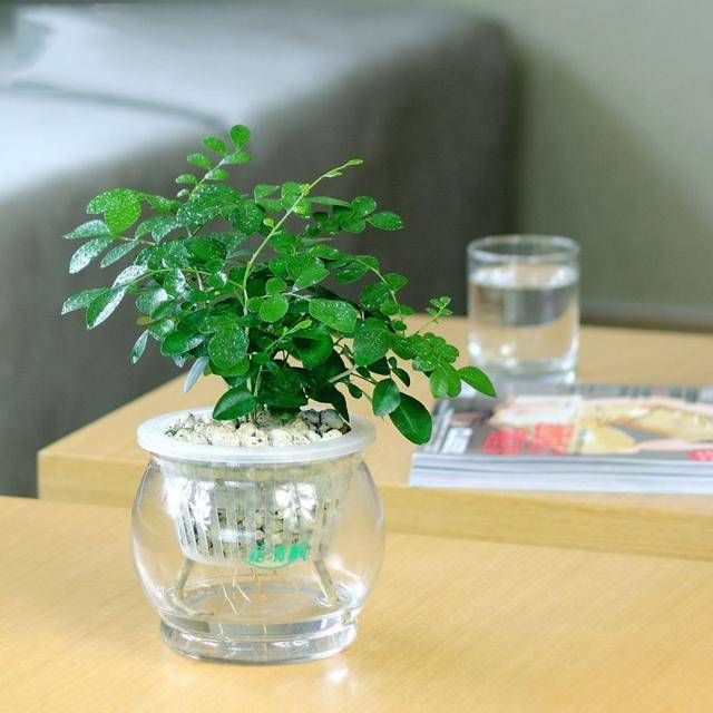  多朋友：植物生长浇水必不可少！你真的会浇水吗，这其中门道可多了