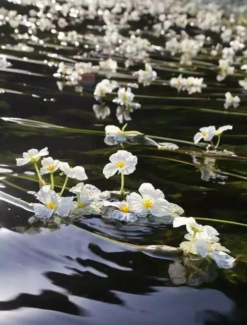 桂林的春天有多美？