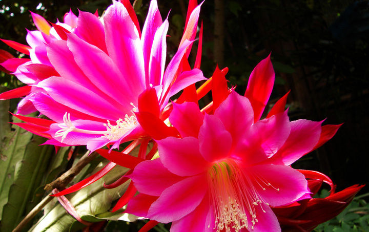  『观赏价值』花朵硕大,花色鲜艳的大岩桐,花期长,有很好的观赏价值