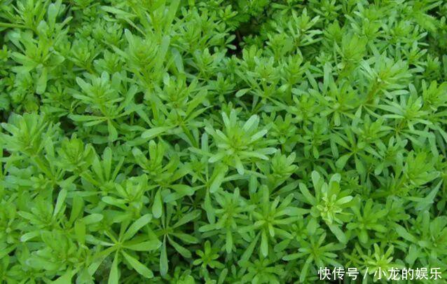 一种导致农作物倒伏减产的害草，城里卖的比肉还贵，一斤30块