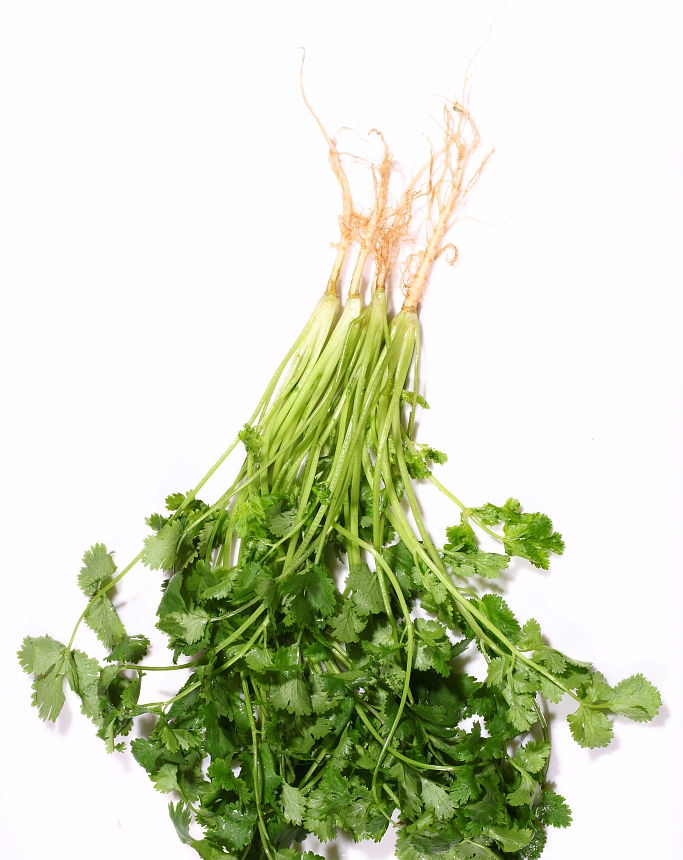 『新鲜菜』阳台种香菜，阳台充分利用起来，可以吃到新鲜菜了
