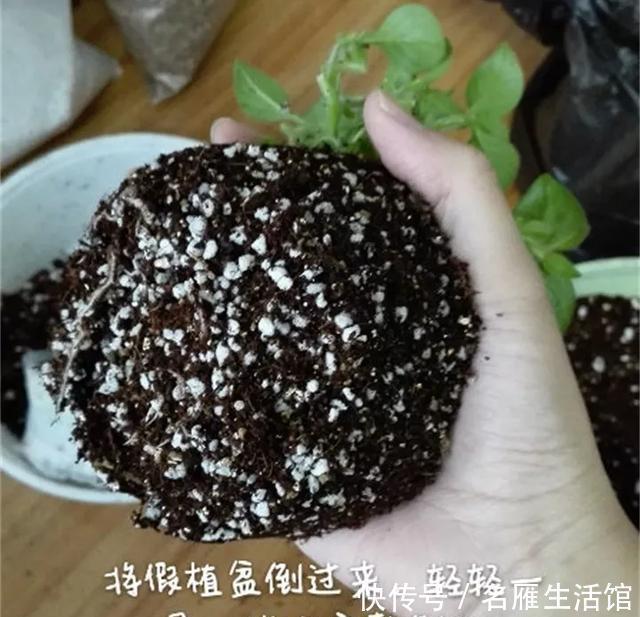 『爆花』开败的矮牵牛,剃头15天又爆花,剪下来的枝条再扦插,1盆变100盆