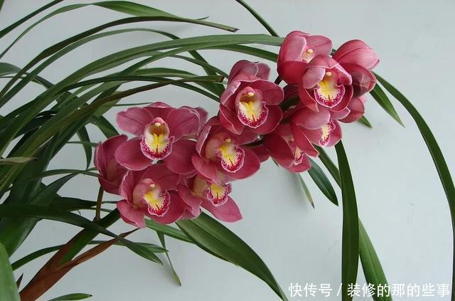 度夏|天热了,养兰花知4点,稳度夏,开花易