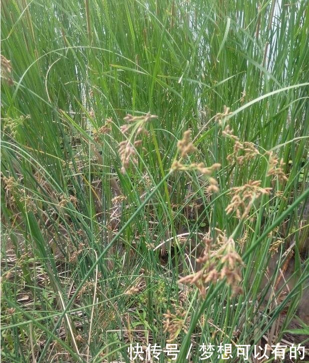 农村这野草远看状似“小麦”，价值竟也“不相上下”！