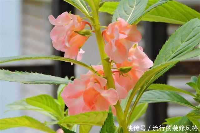  多浇水|家庭盆栽凤仙花，做好“3个多”，花开爆盆香气浓，邻居都羡慕